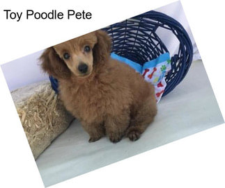 Toy Poodle Pete