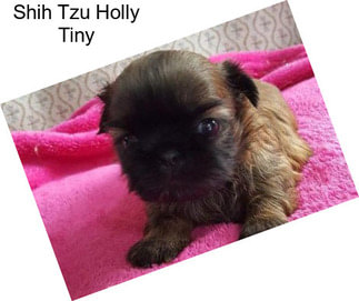 Shih Tzu Holly Tiny