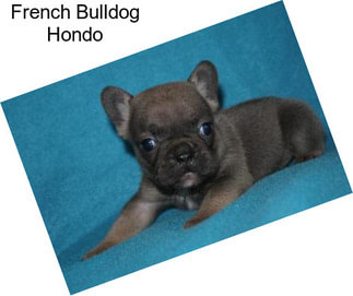 French Bulldog Hondo
