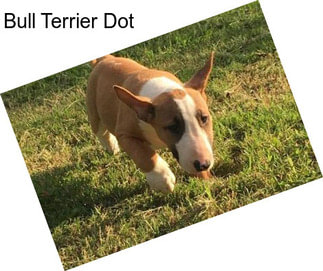 Bull Terrier Dot