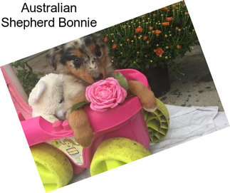 Australian Shepherd Bonnie