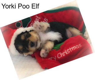 Yorki Poo Elf