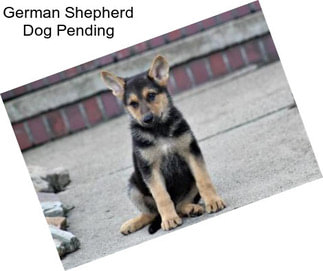 German Shepherd Dog Pending
