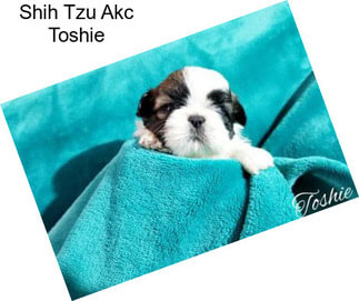 Shih Tzu Akc Toshie