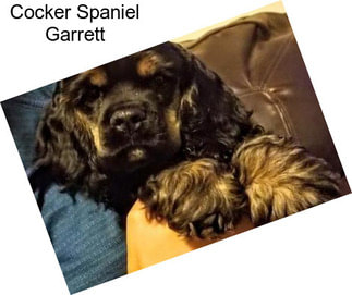 Cocker Spaniel Garrett