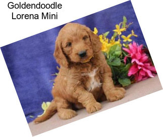 Goldendoodle Lorena Mini