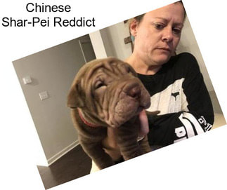 Chinese Shar-Pei Reddict