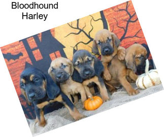 Bloodhound Harley