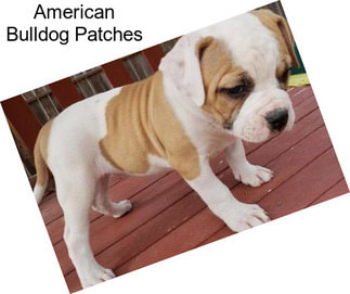 American Bulldog Patches