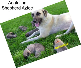 Anatolian Shepherd Aztec