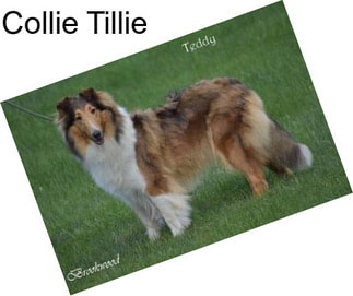 Collie Tillie