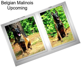 Belgian Malinois Upcoming