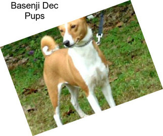 Basenji Dec Pups