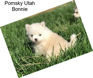 Pomsky Utah Bonnie