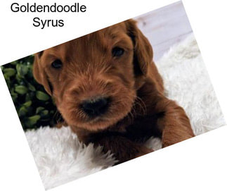 Goldendoodle Syrus