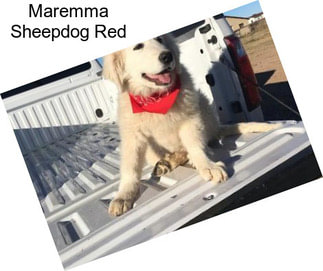 Maremma Sheepdog Red