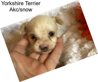 Yorkshire Terrier Akc/snow