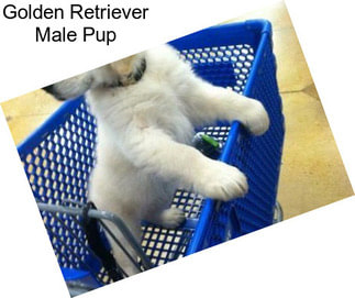 Golden Retriever Male Pup