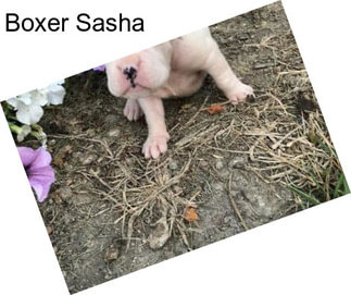 Boxer Sasha