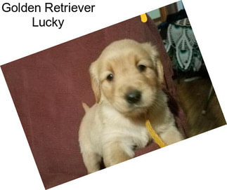 Golden Retriever Lucky