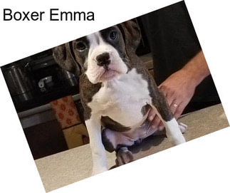 Boxer Emma
