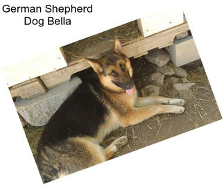 German Shepherd Dog Bella