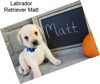 Labrador Retriever Matt