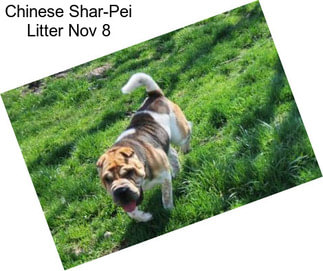 Chinese Shar-Pei Litter Nov 8