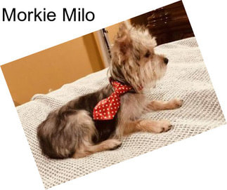 Morkie Milo