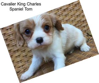 Cavalier King Charles Spaniel Tom