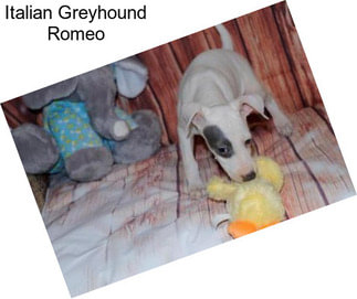 Italian Greyhound Romeo