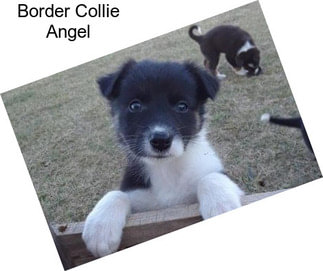 Border Collie Angel