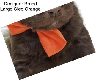 Designer Breed Large Cleo Orange