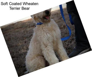 Soft Coated Wheaten Terrier Bear