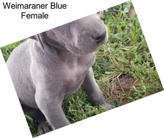 Weimaraner Blue Female
