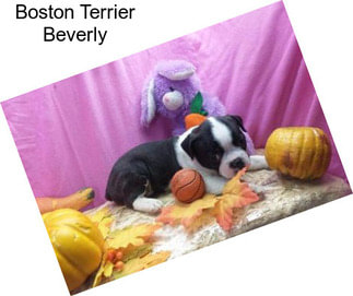 Boston Terrier Beverly