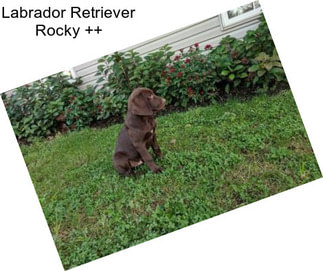 Labrador Retriever Rocky ++