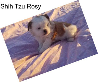 Shih Tzu Rosy