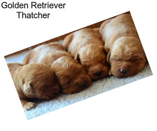 Golden Retriever Thatcher