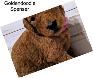 Goldendoodle Spenser