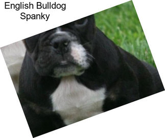 English Bulldog Spanky