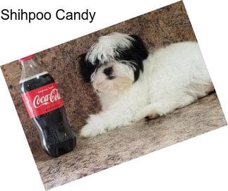 Shihpoo Candy