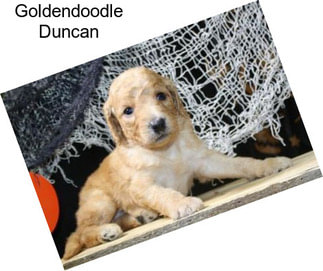 Goldendoodle Duncan