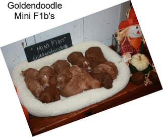 Goldendoodle Mini F1b\'s