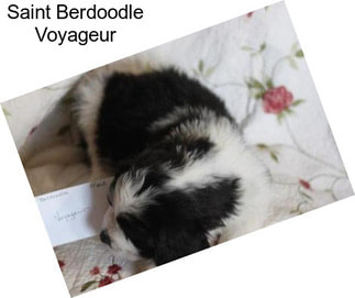 Saint Berdoodle Voyageur