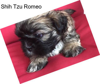 Shih Tzu Romeo
