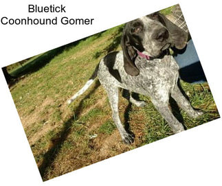 Bluetick Coonhound Gomer