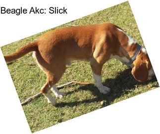 Beagle Akc: Slick
