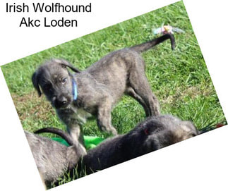 Irish Wolfhound Akc Loden