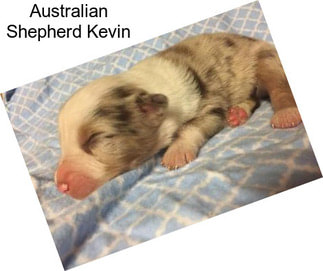 Australian Shepherd Kevin